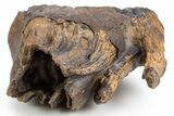 Juvenile Mammoth Molar - Siberia #303330-3